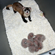 Illustration for article titled Breakthrough for Black-footed Ferrets Bodes Well for Other Endangered Species